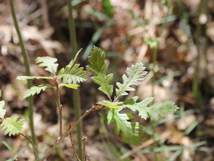 A Young Oak Tree